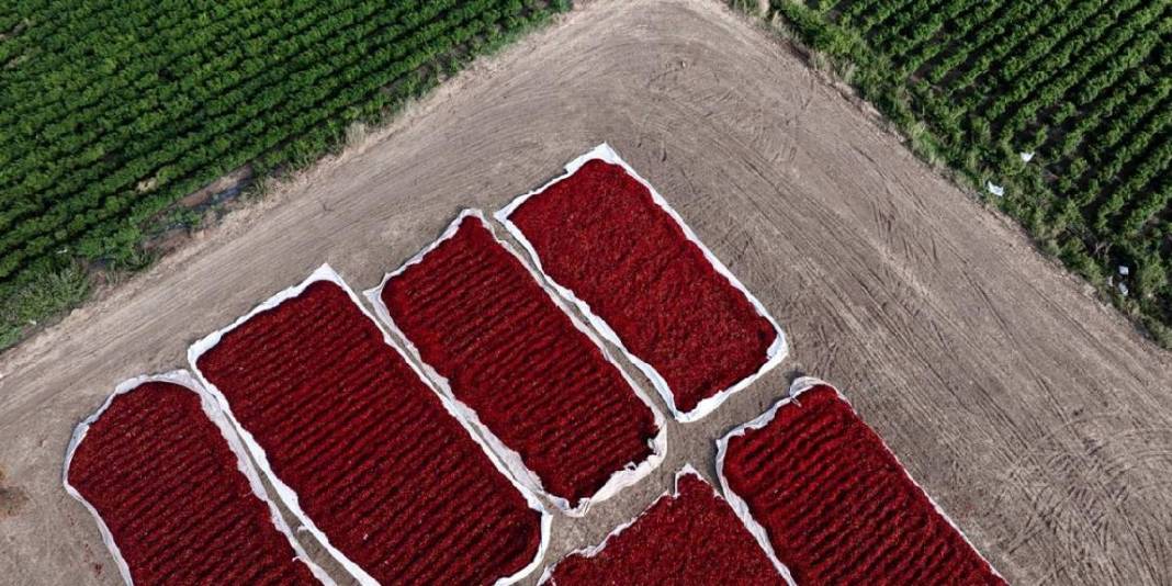 Tarladan topla, güneşte kurut, dönüştür! Gaziantep’te kırmızı mesai sabahın ilk ışıklarıyla başlıyor 1